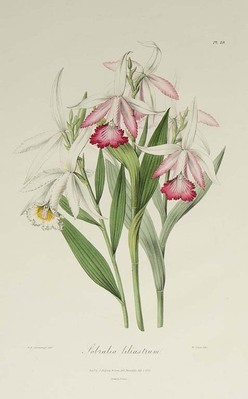 9762
<br/>
Sertum orchidaceum : a wreath of the most beautiful orchidaceous flowers.
<br/>
<em></em>